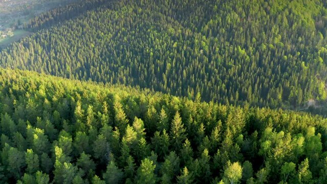Mountain range tree forest pattern aerial