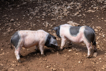 Two cute piglets playing together in a smelly ranch while getting dirty