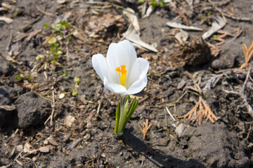 White crocus spring flowers	
