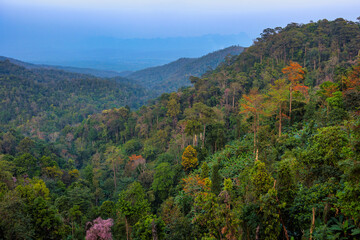 Colorful east asian tropical rainforest