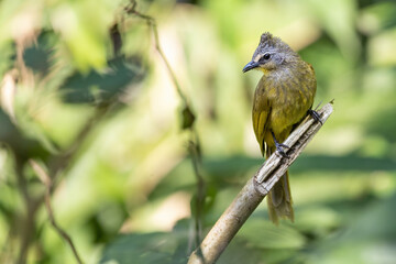 Yellow vented bulbul standing on dry branch