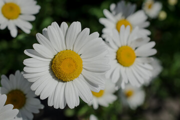 White daisy flowers in the park