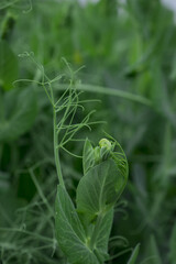 Closeup image of sugar snap peas growing in the garden
