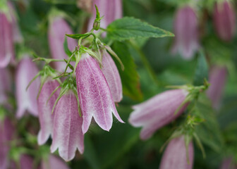 Obraz premium Spotted Bellflower, Cherry Bells, Campanula Punctata