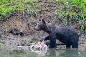 Brown Bear (Ursus arctos) by the remains of a killed deer. Bieszczady, Carpathians, Poland.