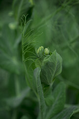 Closeup image of sugar snap peas growing in the garden