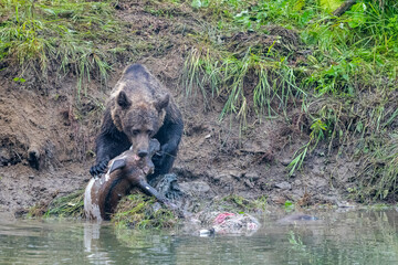 Brown Bear (Ursus arctos) by the remains of a killed deer. Bieszczady, Carpathians, Poland.