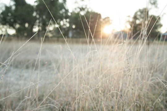 Morning sunlight shining off frost covered grass