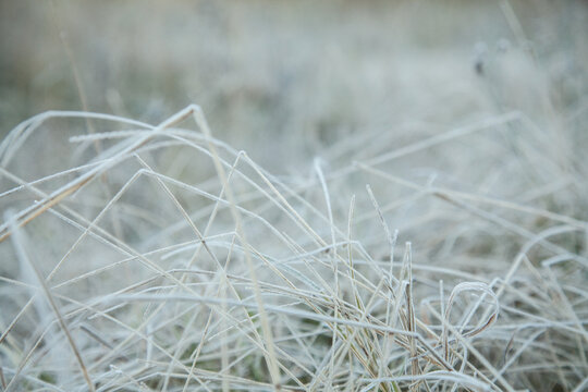 Frost covered grass sparkling white