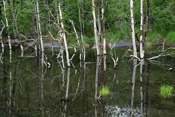 Sumpfgebiet im tonga nationalpark, alaska