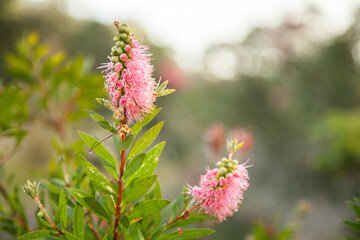 Two pink bottlebrush flowers covered in morning dew
