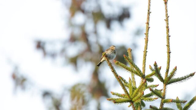 European woodland bird, Tree pipit singing on a spring day in Estonia