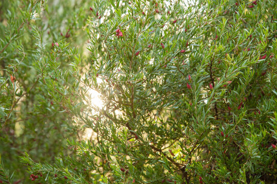 Sunlight sparkling on water drops on leaves of a native bush after rain