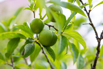 Fruits green immature plum on branches of tree