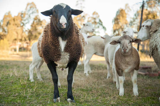 Male ram and lamb standing together in the shade facing camera