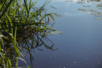 River bank in summer. Water approached the shore with green grass.
