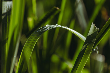 Fresh green grass with dew drops in the morning close up. Nature Background.