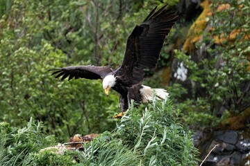  Ein Baldet Eagle, Weiskopfseeadler vor der Landung, Katmai, Alaska