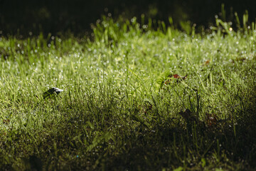 sunlit green grass in meadow