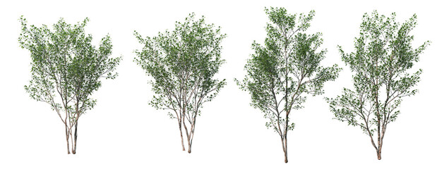 Little leaf tree on a white background.