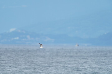 Fototapeta na wymiar black tailed gull in a sea