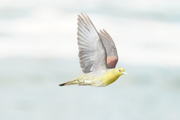 white bellied green pigeon in a sea