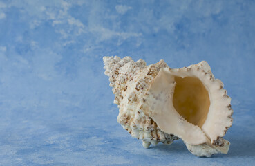 Fototapeta na wymiar big seashell, isolated on blue background