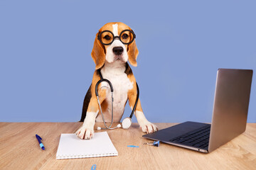 A beagle dog with glasses and a stethoscope sits over a desk in front of a laptop screen. The pet looks like a doctor, veterinarian or professor. The concept of animal health, education.  - obrazy, fototapety, plakaty