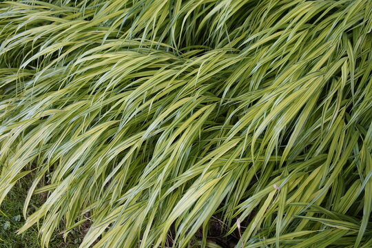 Hakonechloa macra Aureola (Japanese forest grass, Hakone grass)