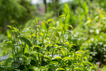 tea plantation  tea leaves
