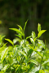 Obraz premium tea plantation tea leaves