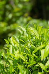 Fototapeta na wymiar tea plantation tea leaves