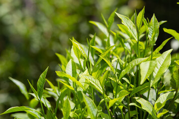 tea plantation  tea leaves