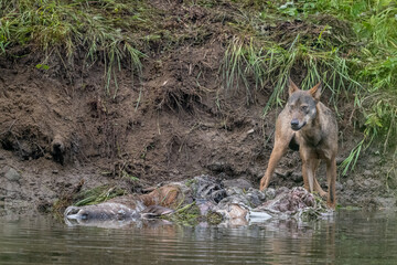 Fototapeta premium Gray wolf (Canis lupus) by the remains of a killed deer. Bieszczady, Carpathians, Poland.
