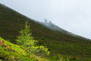 Nebel kriecht über den Berg...Wetterumschwung in den Alpen