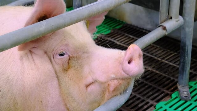 wiggling nose of an adult pig close-up