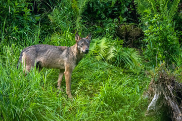 Gray Wolf (Canis lupus). Bieszczady Mountains, Carpathians, Poland.