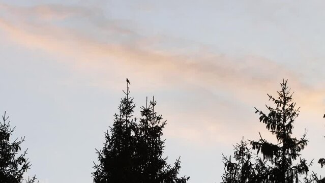 Song thrush singing on a top of a Spruce tree in Estonian boreal forest	
