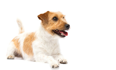 jack russell dog smiling on white background