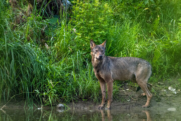 Naklejka na ściany i meble Gray Wolf (Canis lupus). Bieszczady Mountains, Carpathians, Poland.