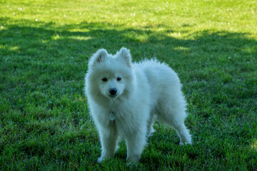 Samoyed Little Puppy