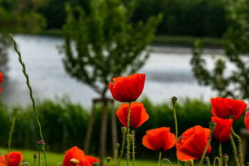 Obraz premium Roter Mohn an einem See - Blumen