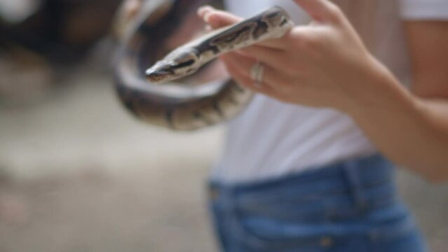 Closeup of a python serpent in female hands