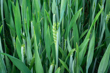 Green cereal in close-up