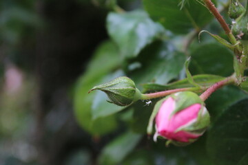 Fototapeta na wymiar Rosa Rosen in Nahaufnahme. Fotografie der Königin der Blumen. Ein buschiger Baum mit rosa Blüten. Rosenknospen sind von grünen Blättern umgeben. Die natürliche Umgebung. Duftende Blumen. Dornen.