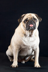 Perritos fondo negro