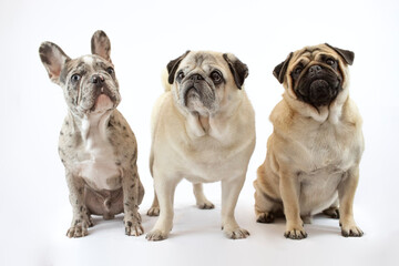 Obraz premium Tres perros amigos en fondo blanco