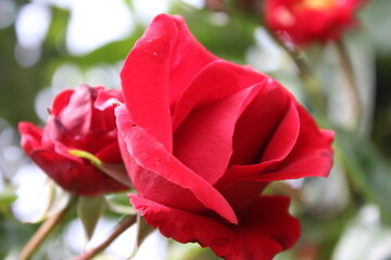 Rote Rosen in Nahaufnahme. Fotografie der Königin der Blumen. Ein buschiger Baum mit roten Blüten. Rosenknospen sind von grünen Blättern umgeben. Die natürliche Umgebung. Duftende Blumen. Liebe.