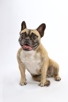 Perro carlino sentado sonriendo fondo blanco