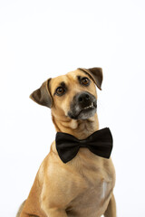 Retrato a perro con pajarita fondo blanco